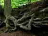Roots in a Sussex lane